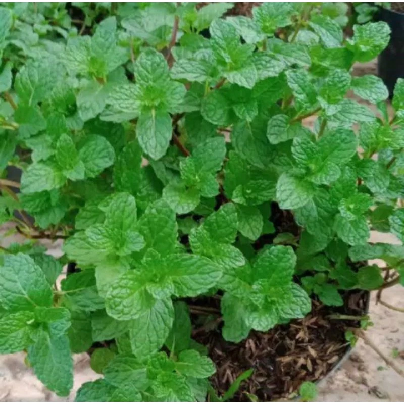 Daun Mint